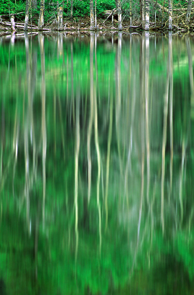 Aspen Trees © Anthony Neilson